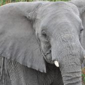  The Serengeti, TZ